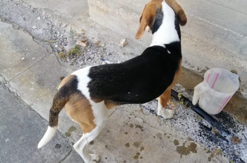  Cane smarrito sulla Priolo-Floridia, rischiava di essere investito: salvato da vigilantes