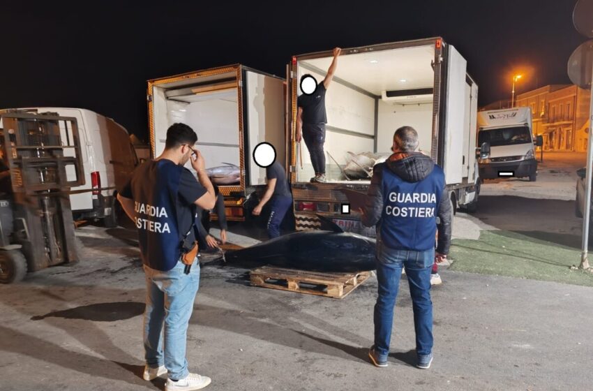  Tonno rosso non tracciabile, altro maxi sequestro e multe per 5 mila euro