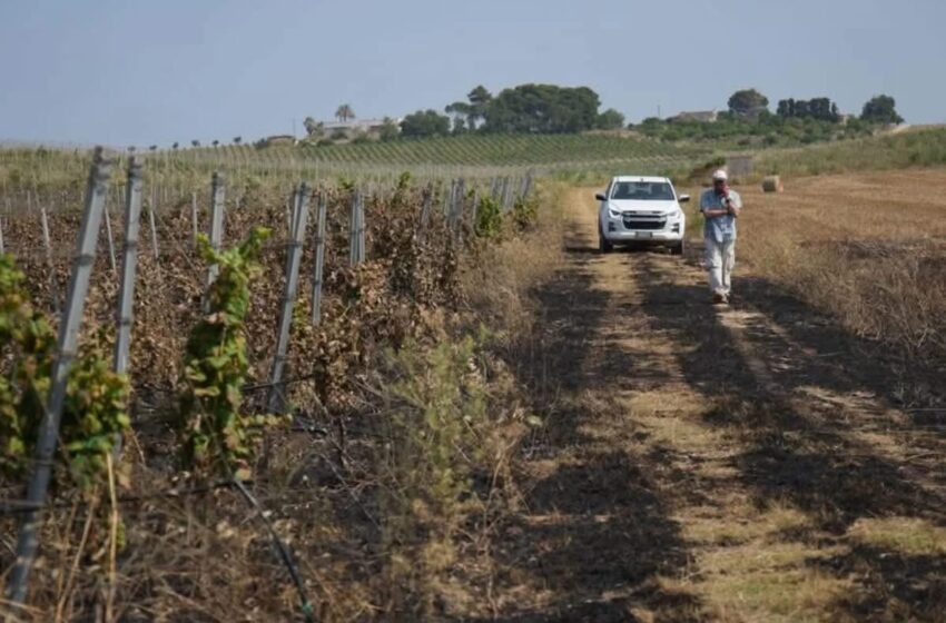 Incendio alla Cantina Marilina: ingenti danni ai vigneti, solidarietà dal mondo vitivinicolo