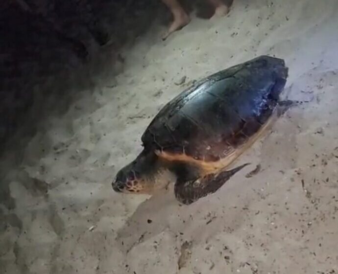 Tartaruga in spiaggia per nidificare, messa in fuga dai curiosi: “Non vi avvicinate!”