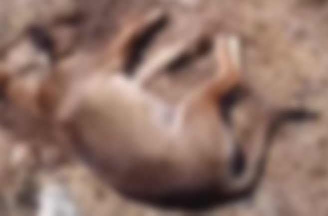  Cani avvelenati, mozione in consiglio comunale: “Telecamere e guardie zoofile contro questo scempio”