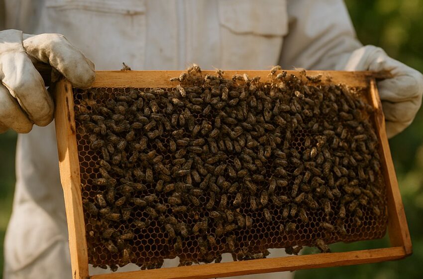  Apicoltura, pubblicati gli elenchi provvisori per i contributi. “Sostegno per rilancio”