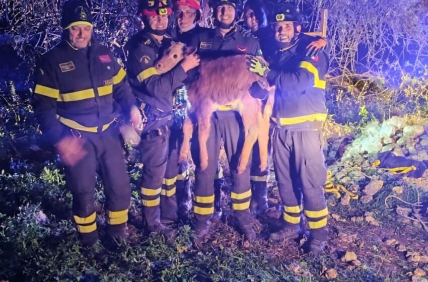  Vitellino precipita in un pozzo artesiano, salvato dai Vigili del Fuoco