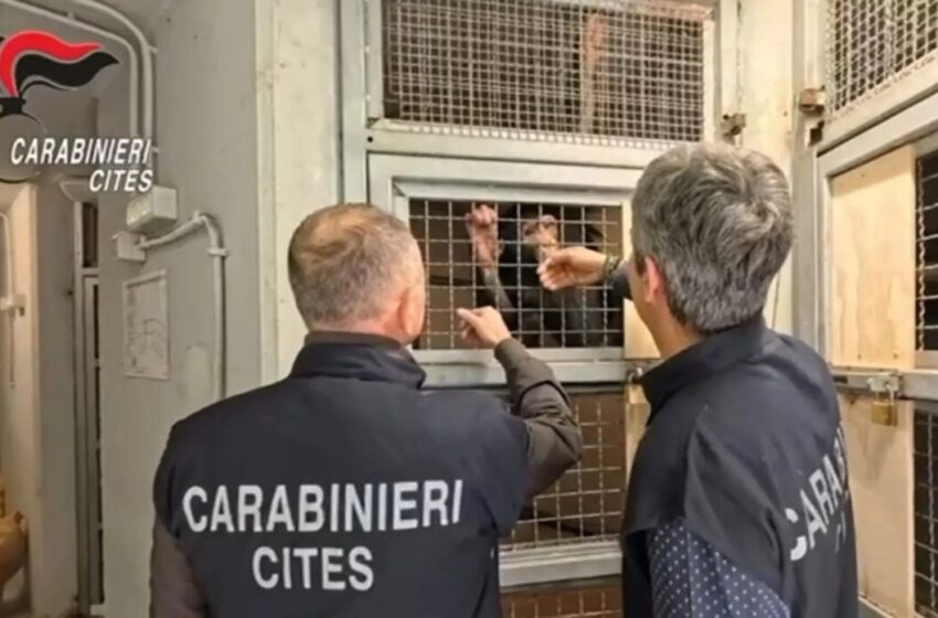  Scimpanzé in catene in una casa di Cassibile, liberato dai Carabinieri