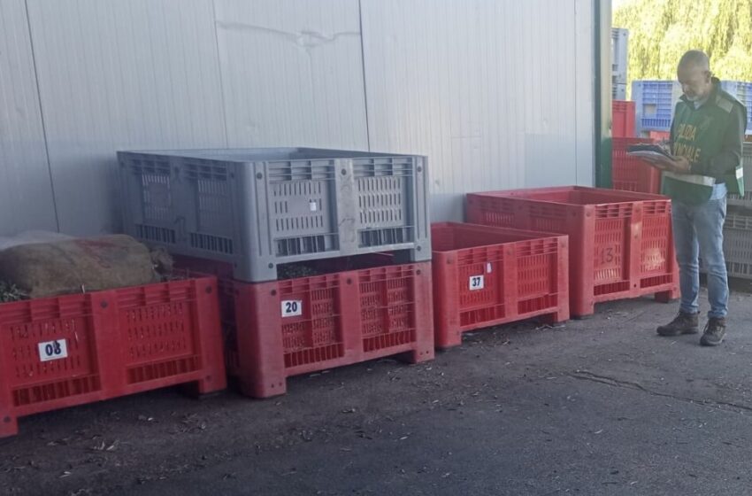  Frantoi, potenziati i controlli della Polizia Provinciale: verifiche sul rispetto delle norme ambientali