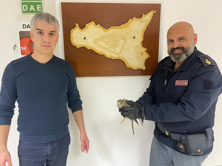  Un falco in commissariato, ferito a Vendicari e affidato all’ente di recupero faunistico