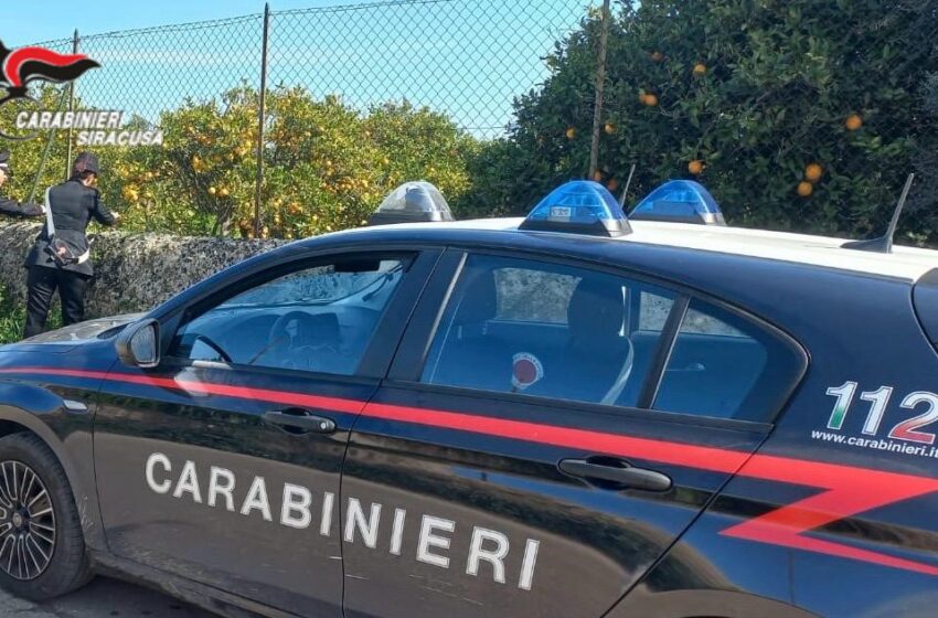  Ruba arance da un’azienda agricola: denunciato, i proprietari devolvono gli agrumi in beneficenza