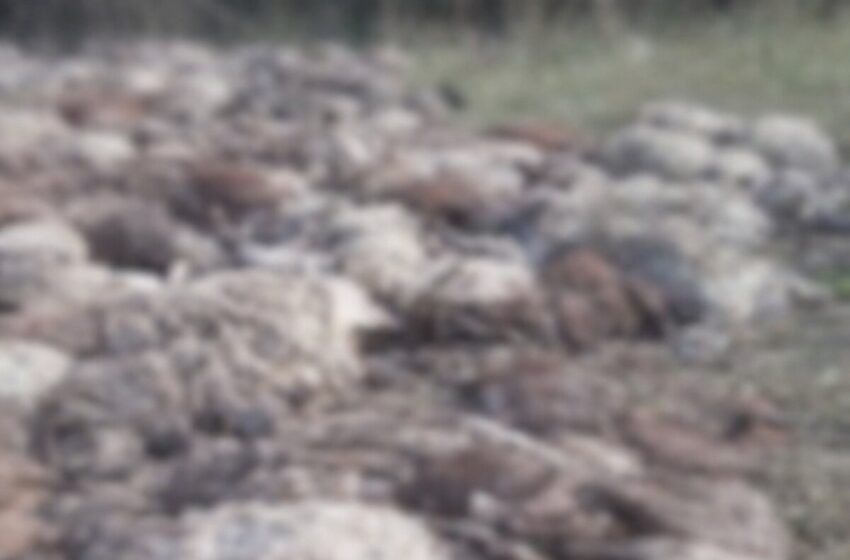  Fango e morte, il ciclone cancella allevamento a Siracusa: annegati 400 capi di bestiame