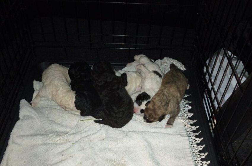  Lanciati in un dirupo dalla Maremonti. Cuccioli salvati dalle guardie zoofile