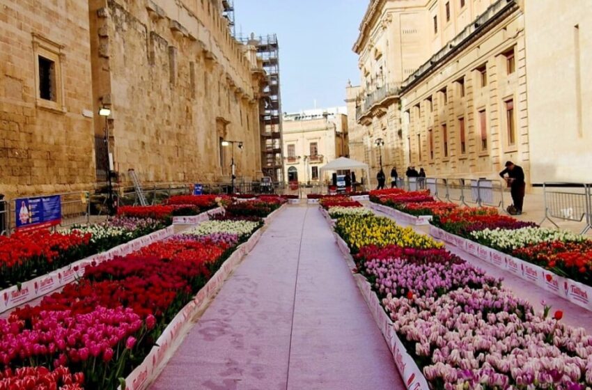  Tulipani in piazza, Federfiori: “Danno per i fioristi siracusani”. Il Comune: “Tutto in regola”