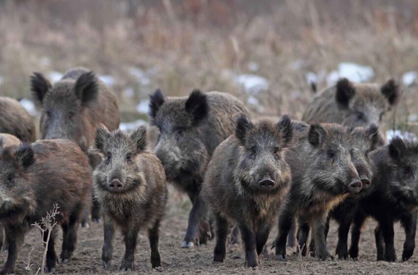  Problema cinghiali, la soluzione avviata a Buccheri e l’attacco di Auteri contro il sistema
