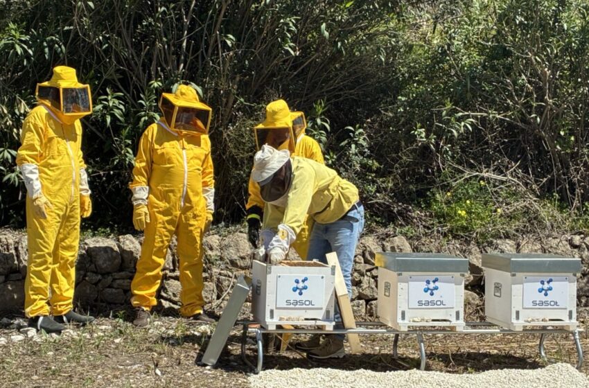  Tre apiari nello stabilimento Sasol di Augusta: è il progetto “Adottare gli alveari in azienda”