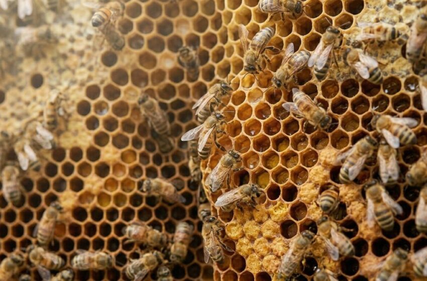  Apicoltura. Bando da 1,3 milioni di euro: pubblicate le graduatorie, fondi per il ripopolamento