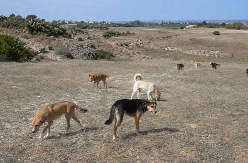  Randagismo, branchi di cani vaganti allarmano Priolo e Lentini