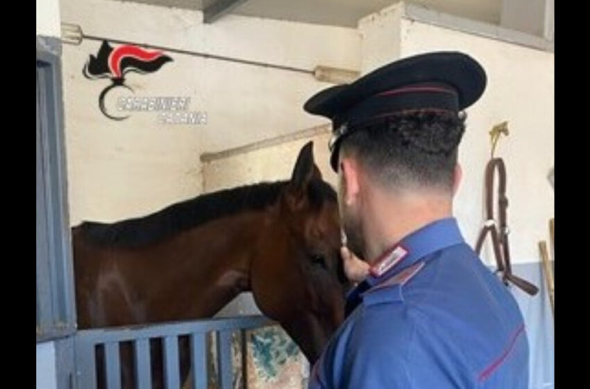 Carabinieri rilevano irregolarità in un allevamento di cavalli