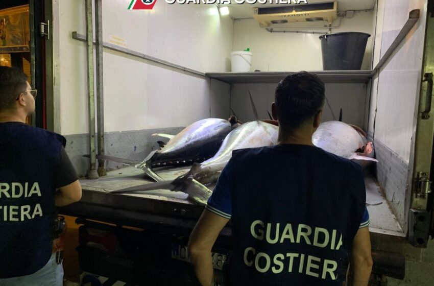  Tonno rosso senza tracciabilità, sequestrati mille chili a Portopalo