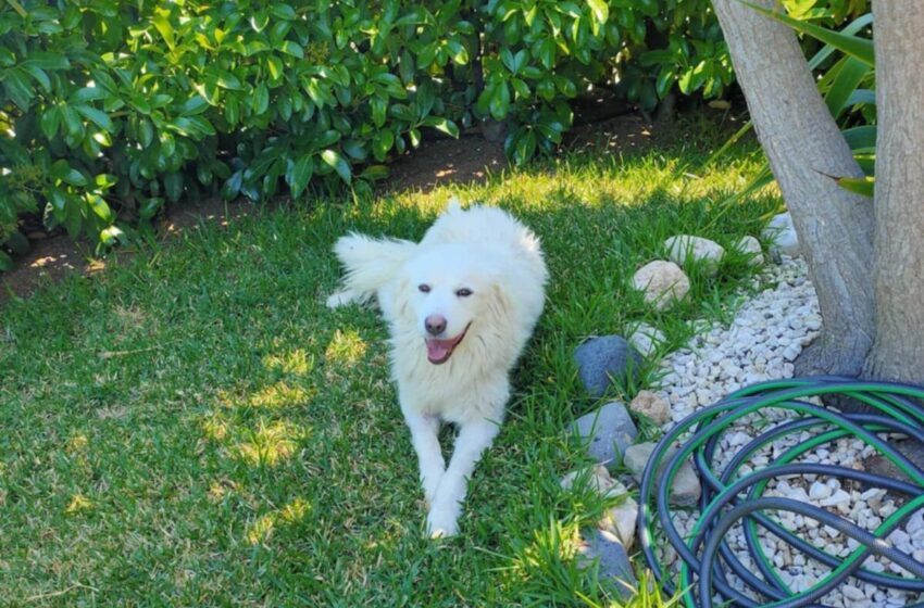  Una cagnolina “adottata” da un’intera palazzina, a Priolo il primo “cane di condominio”