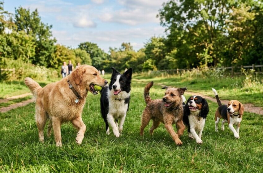  Contrasto al randagismo e non solo, encomio del Collettivo Animale al Comune di Priolo