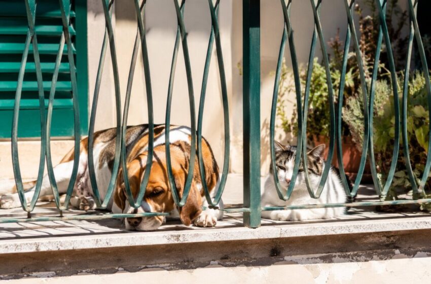  Anche a Solarino vietato lasciare cani e gatti al sole, nelle ore più calde