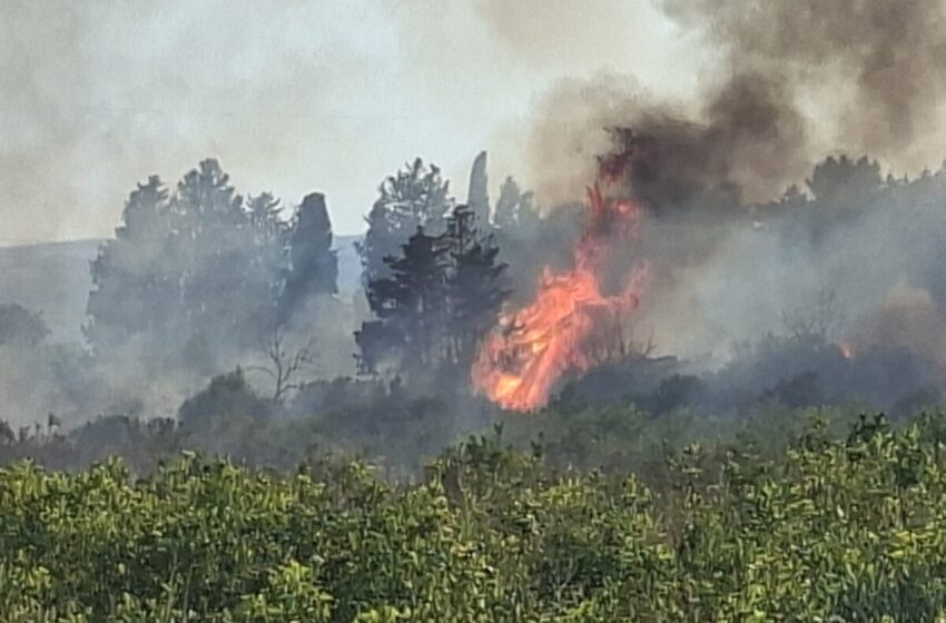  Vasto incendio a Tremilia, il vento spinge le fiamme. Massiccio dispiegamento per lo spegnimento