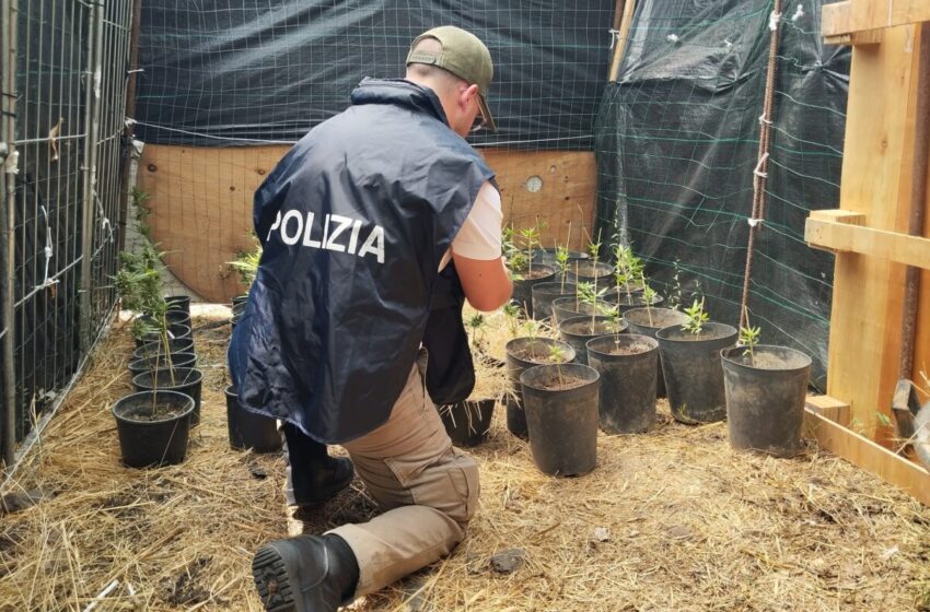  Lentini, sequestrata piantagione di marijuana, denunciato 54enne