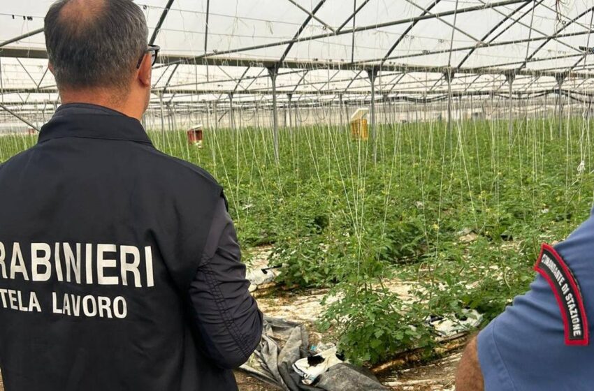  Caporalato nella raccolta delle arance nell’Ennese, misure cautelari per 4 rumeni