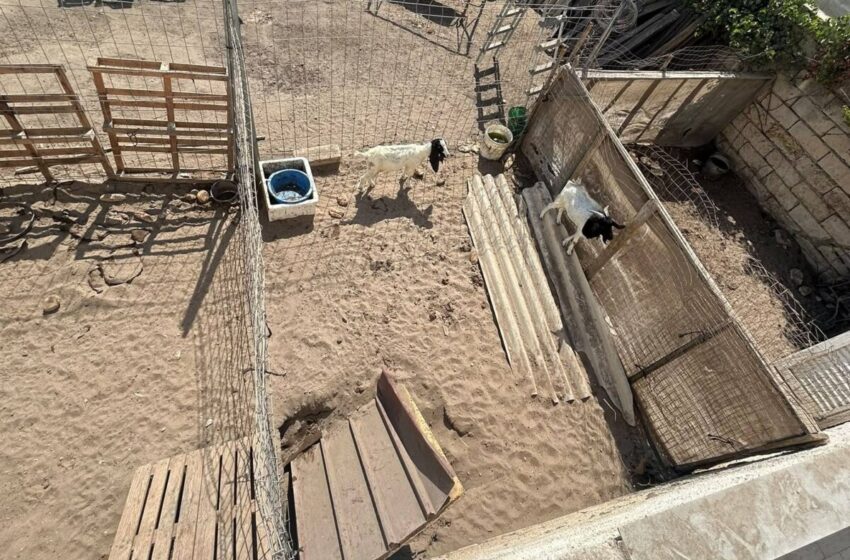  Cani e capretti in condizioni igieniche precarie, denunciato un 45enne a Pachino