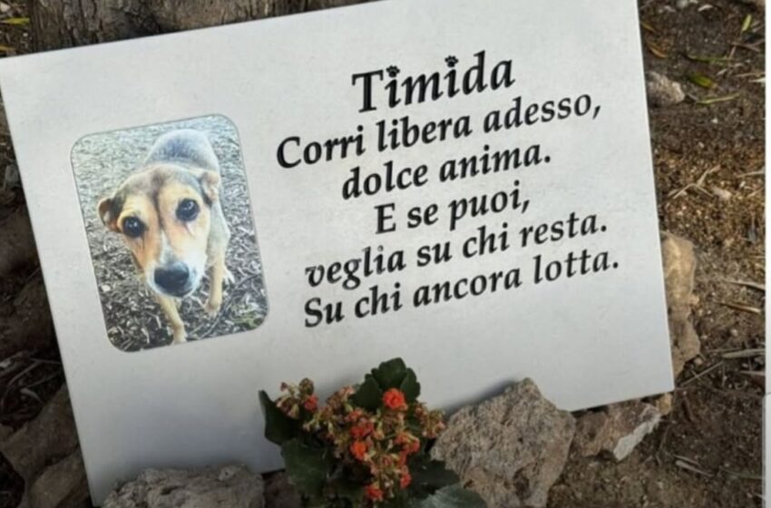  L’uccisione di Timida, il Comune di Siracusa parte civile: “Chiederemo riconoscimento danno immagine”