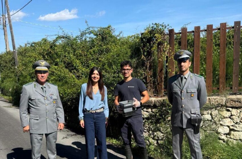  Formica di fuoco, controlli e contrasto  ad Avola. Cannata: “Chi individua nidi, lo segnali”